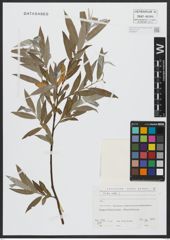 Foto von Salix alba L.